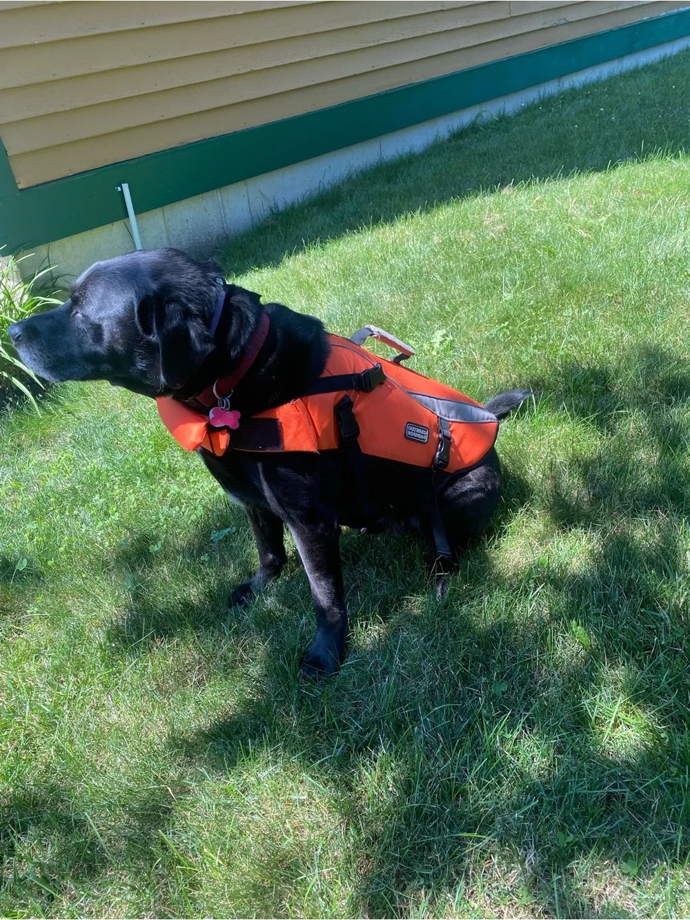 Outward Hound Orange  Reflective Dog Life Jacket - High-Visibility Safety Vest